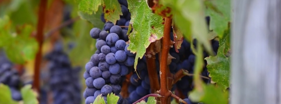 SPANISH WINES AGING REGULATIONS