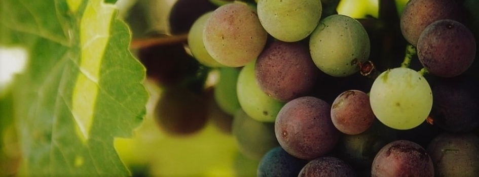 GRAPE VARIETIES