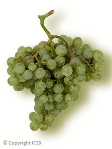 帕罗米诺 Palomino