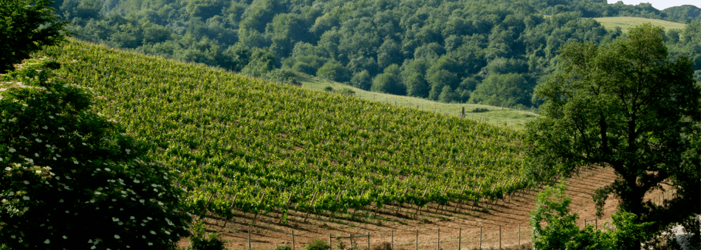 Chacolí De Alava Arabako Txakolin Txakoli De Alava DO Vineyards and Production