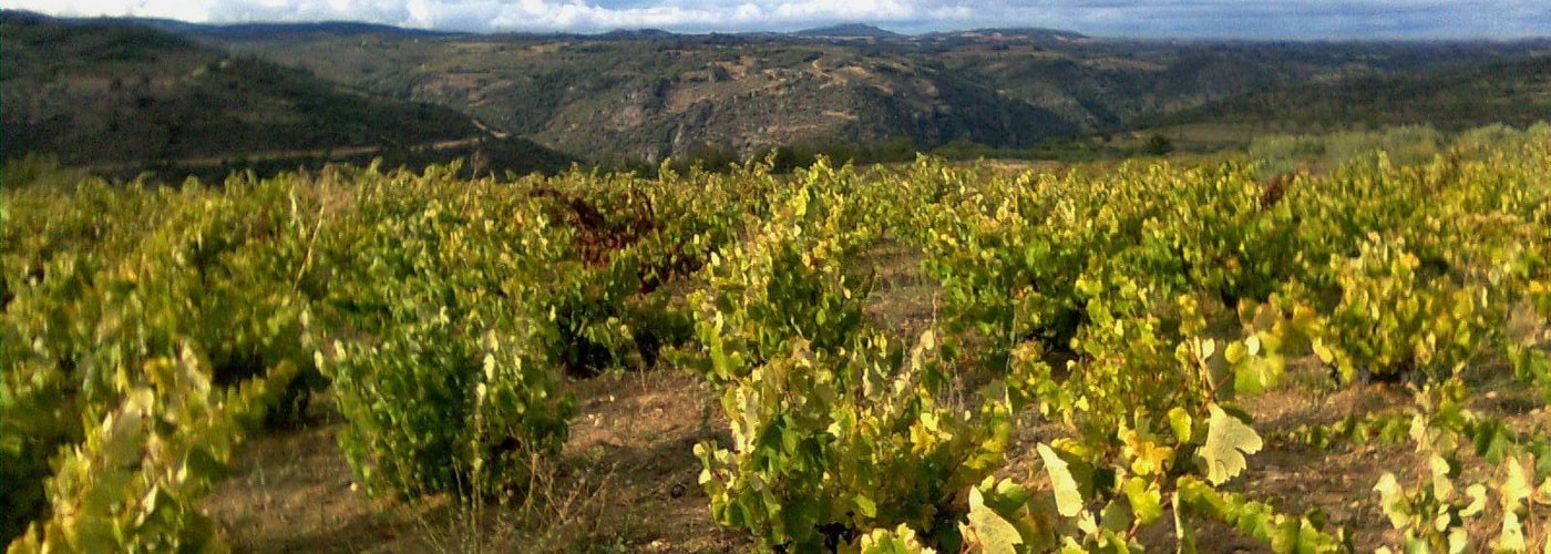 阿里维斯葡萄酒庄园