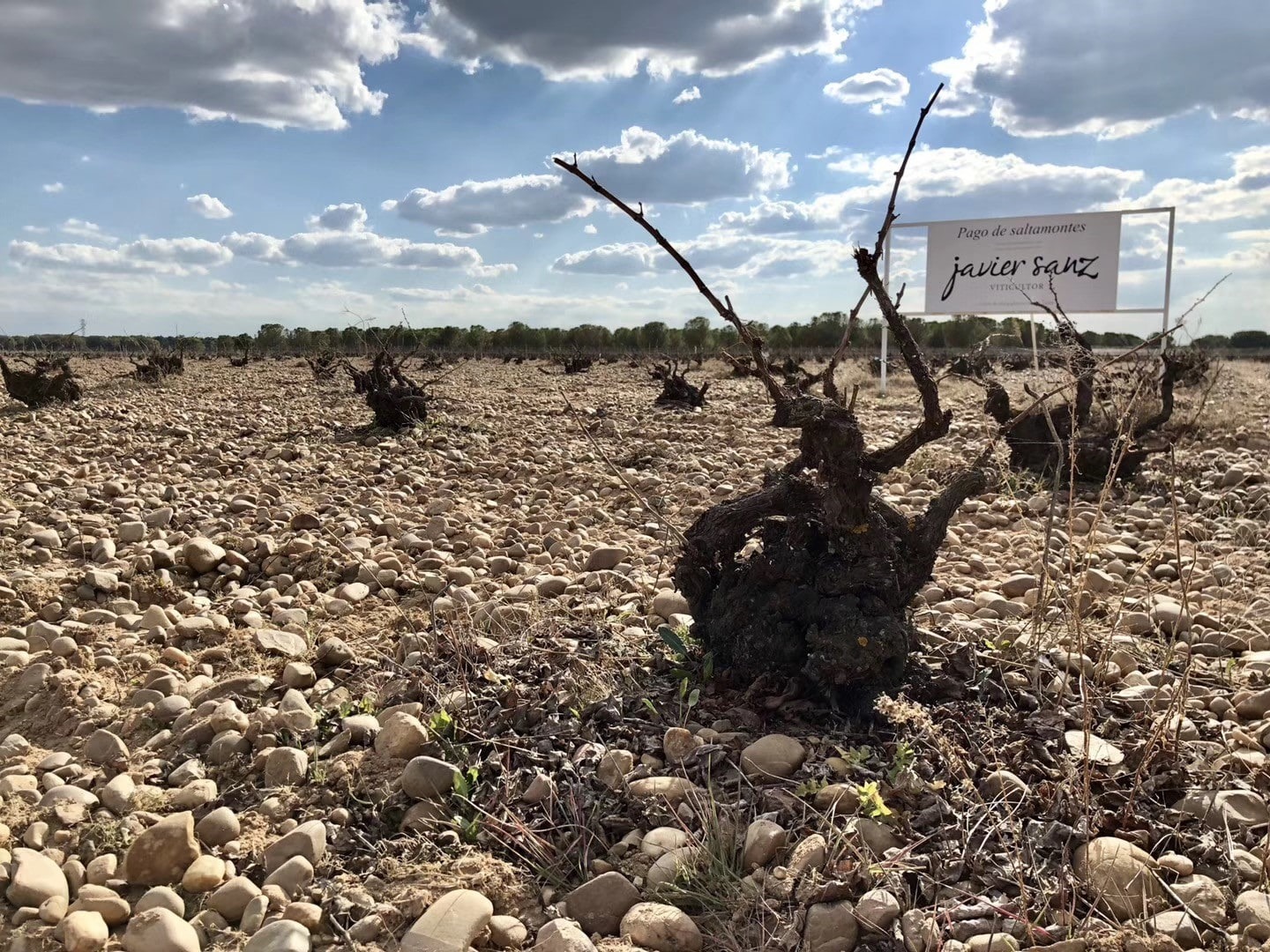 Visiting Wine Regions